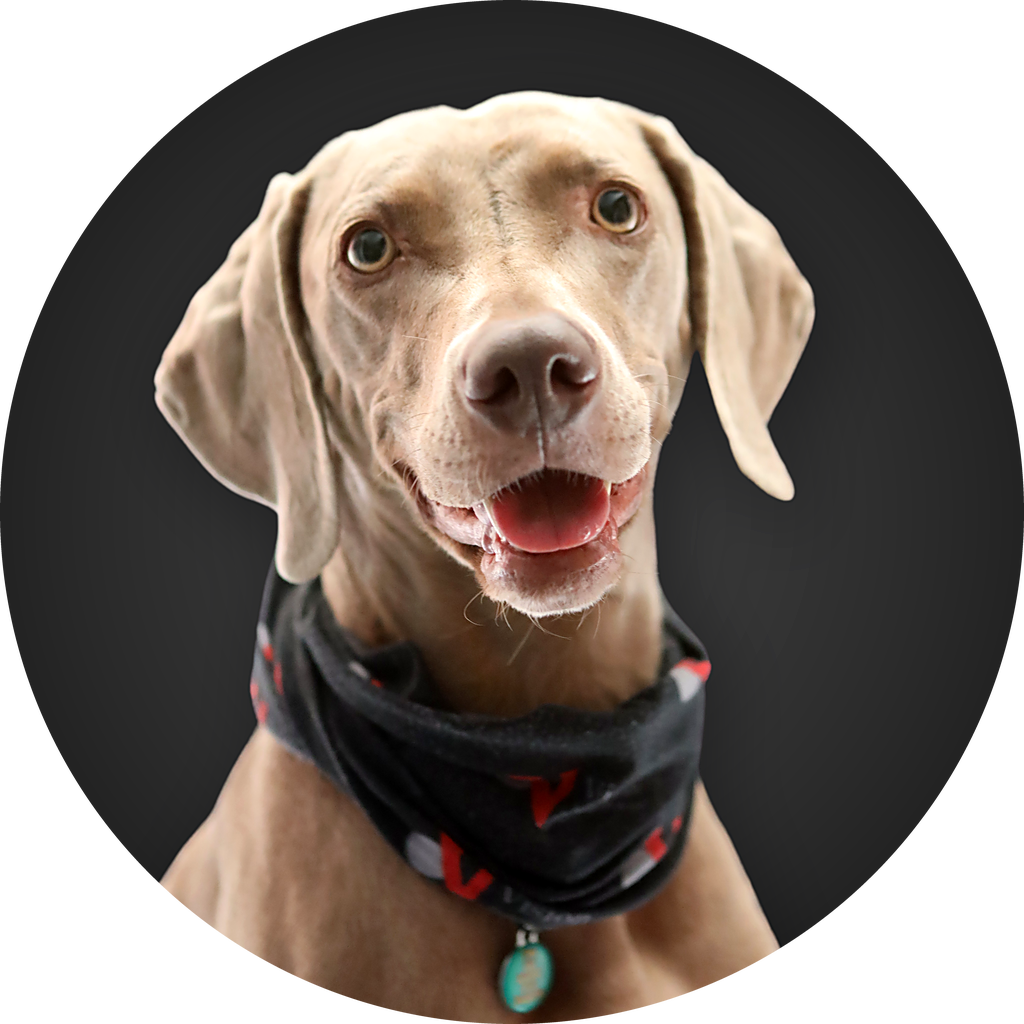 Raine, a Weimaraner and Vision&rsquo;s pet insurance consultant